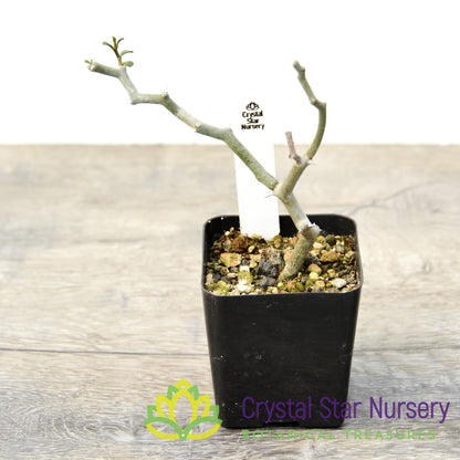 Decarya Madagascariensis