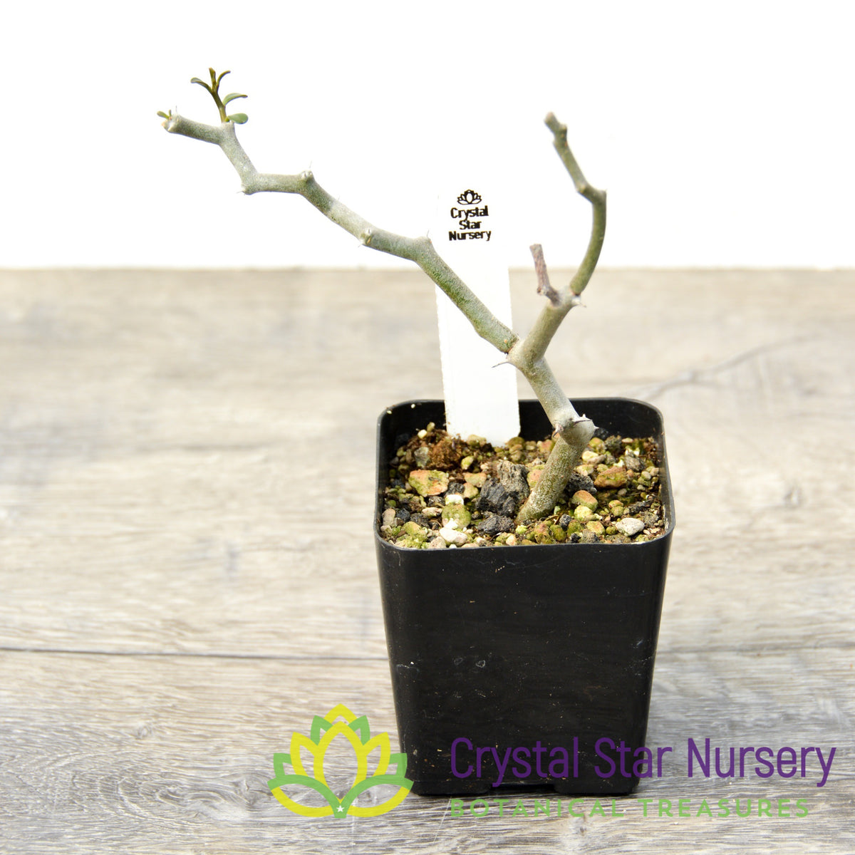 Decarya Madagascariensis