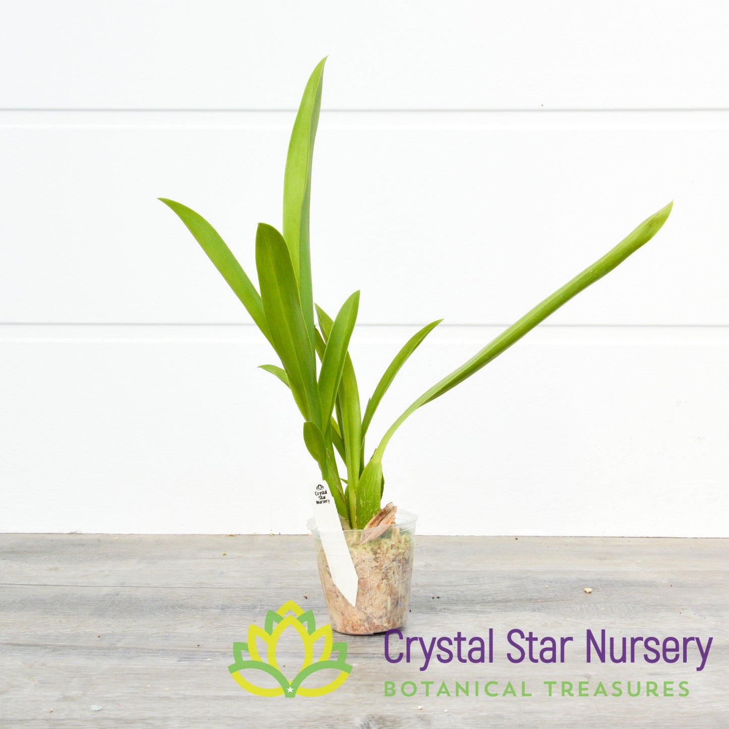 Degarmoara Winter Wonderland 'White Fairy' (ONC-06)