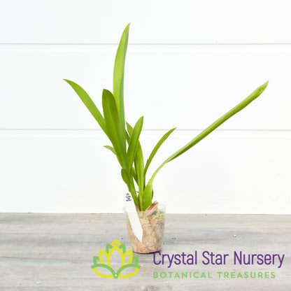 Degarmoara Winter Wonderland 'White Fairy' (ONC-06)