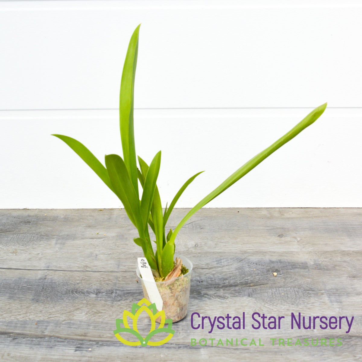 Degarmoara Winter Wonderland &#39;White Fairy&#39; (ONC-06)