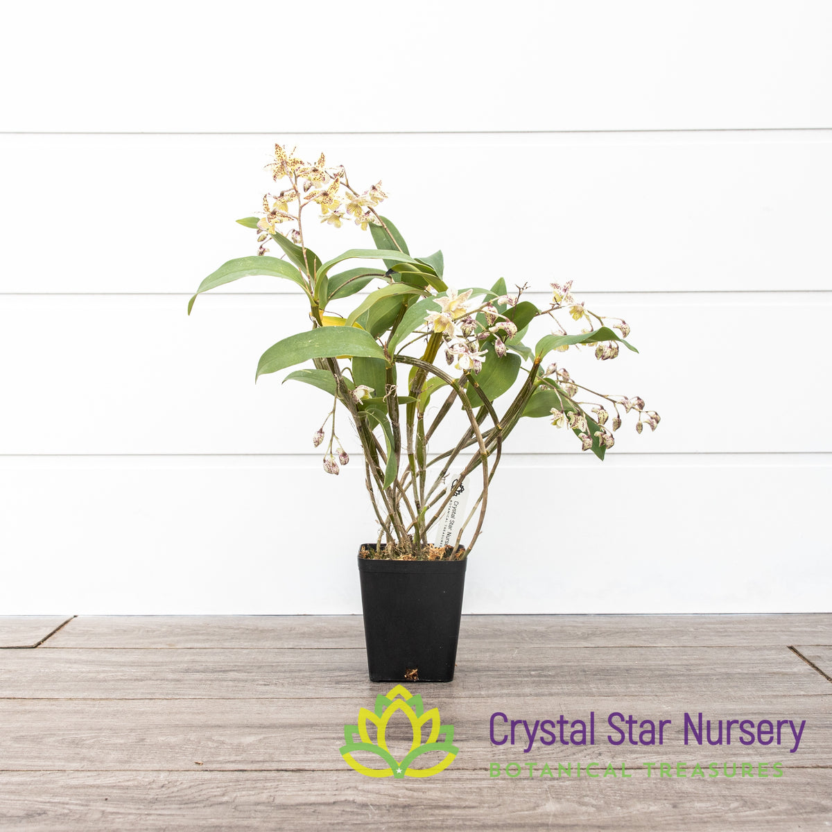 Dendrobium Aussie&#39;s Chip