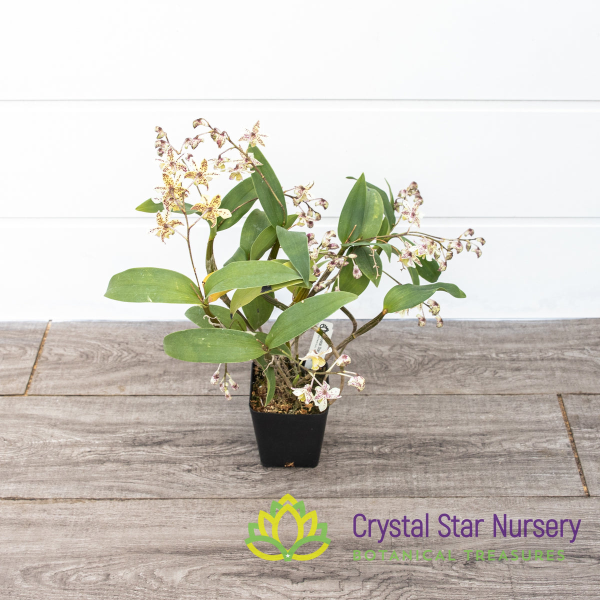 Dendrobium Aussie&#39;s Chip