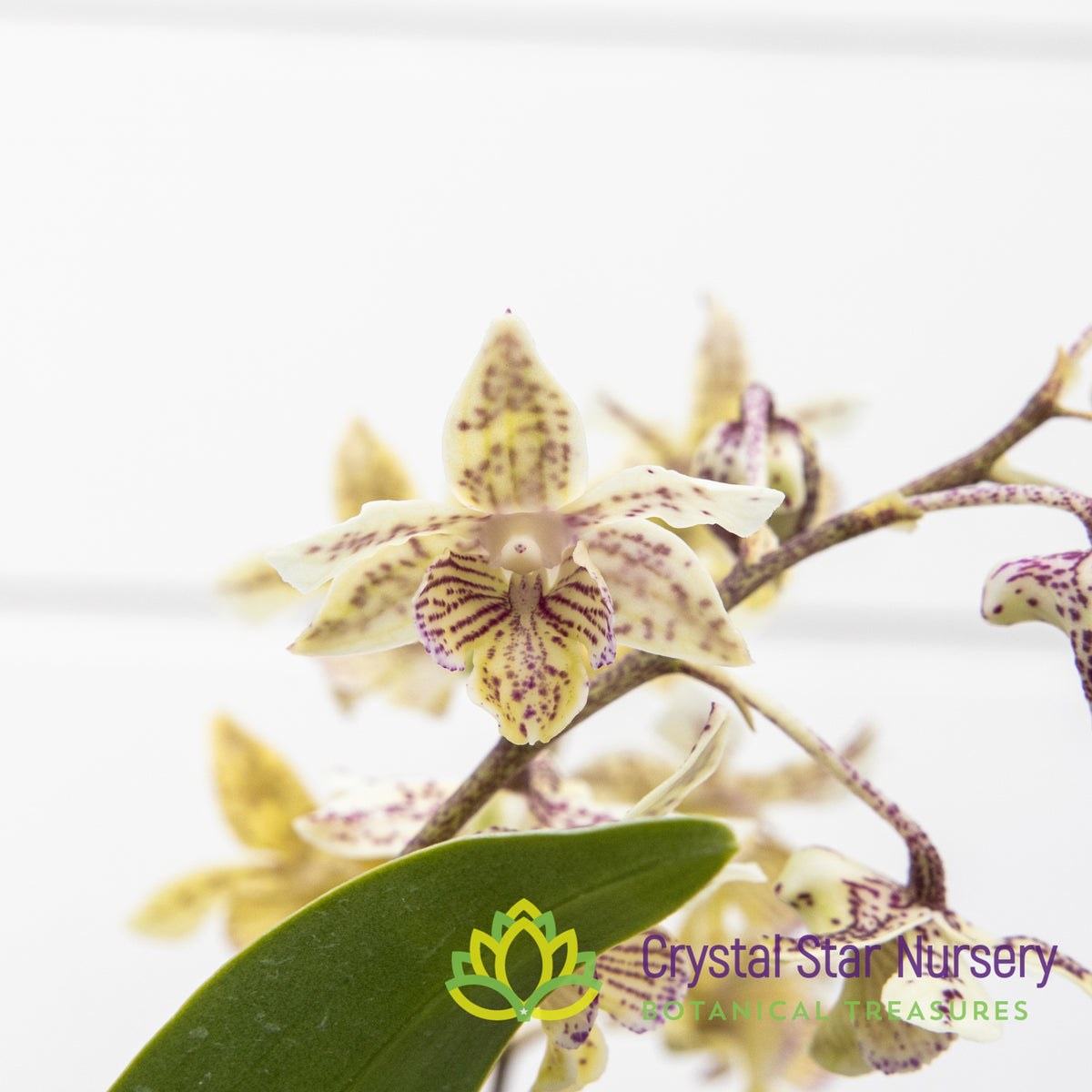 Dendrobium Aussie&#39;s Chip
