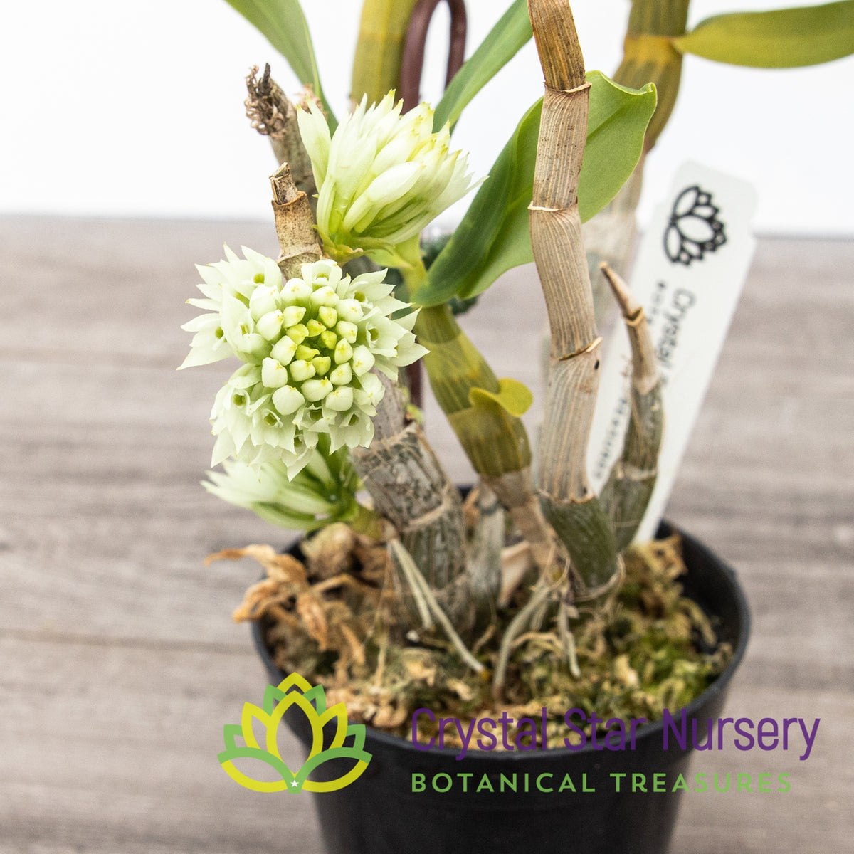 Dendrobium Capituliflorum