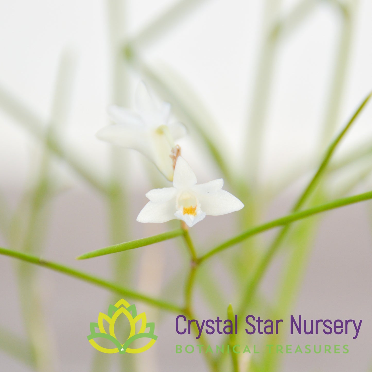 Dendrobium equitans