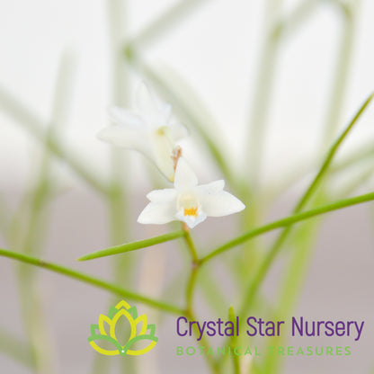 Dendrobium equitans
