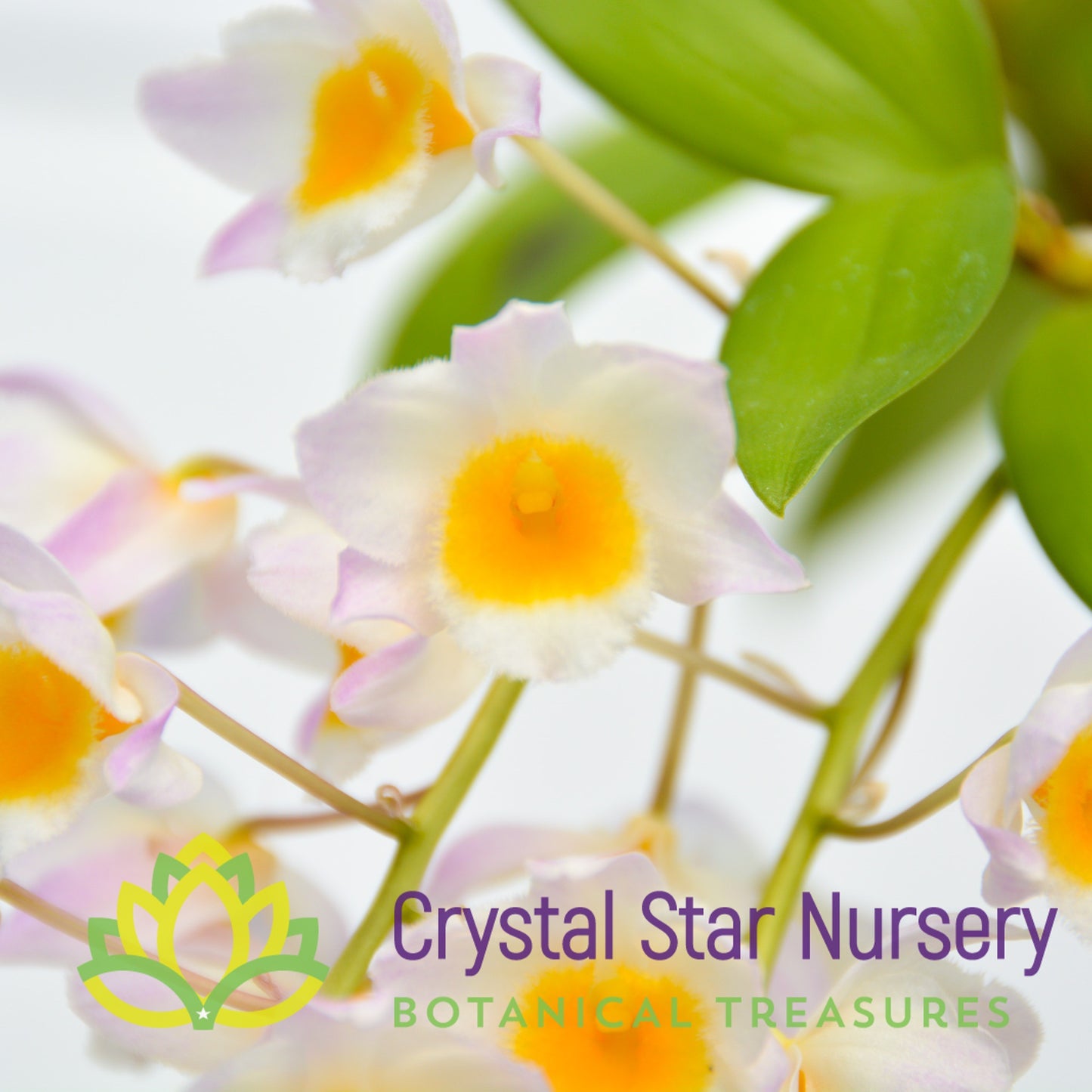 Dendrobium Farmeri Pink x sib