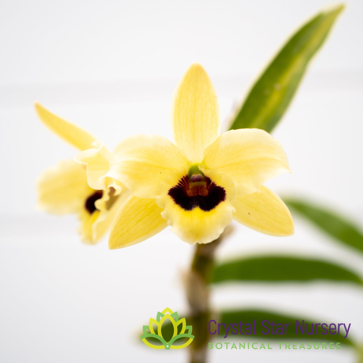 Dendrobium Golden Blossom 'Marginata' (White Var.)