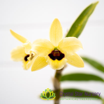 Dendrobium Golden Blossom 'Marginata' (White Var.)