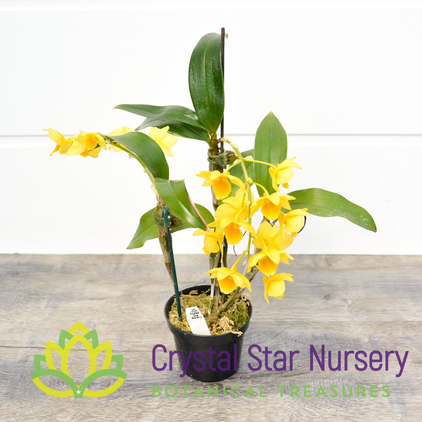 Dendrobium Griffithianum