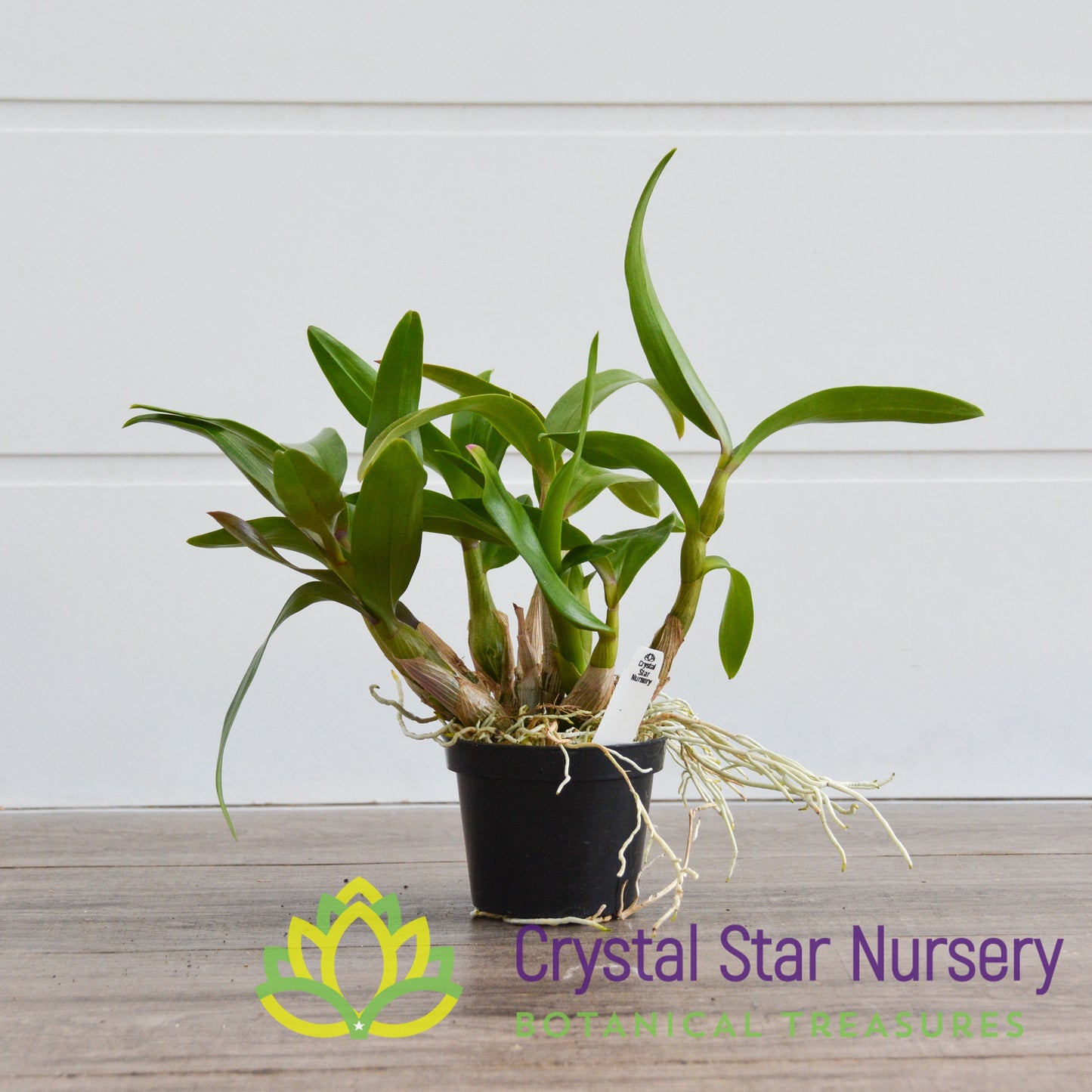 Dendrobium Hibiki