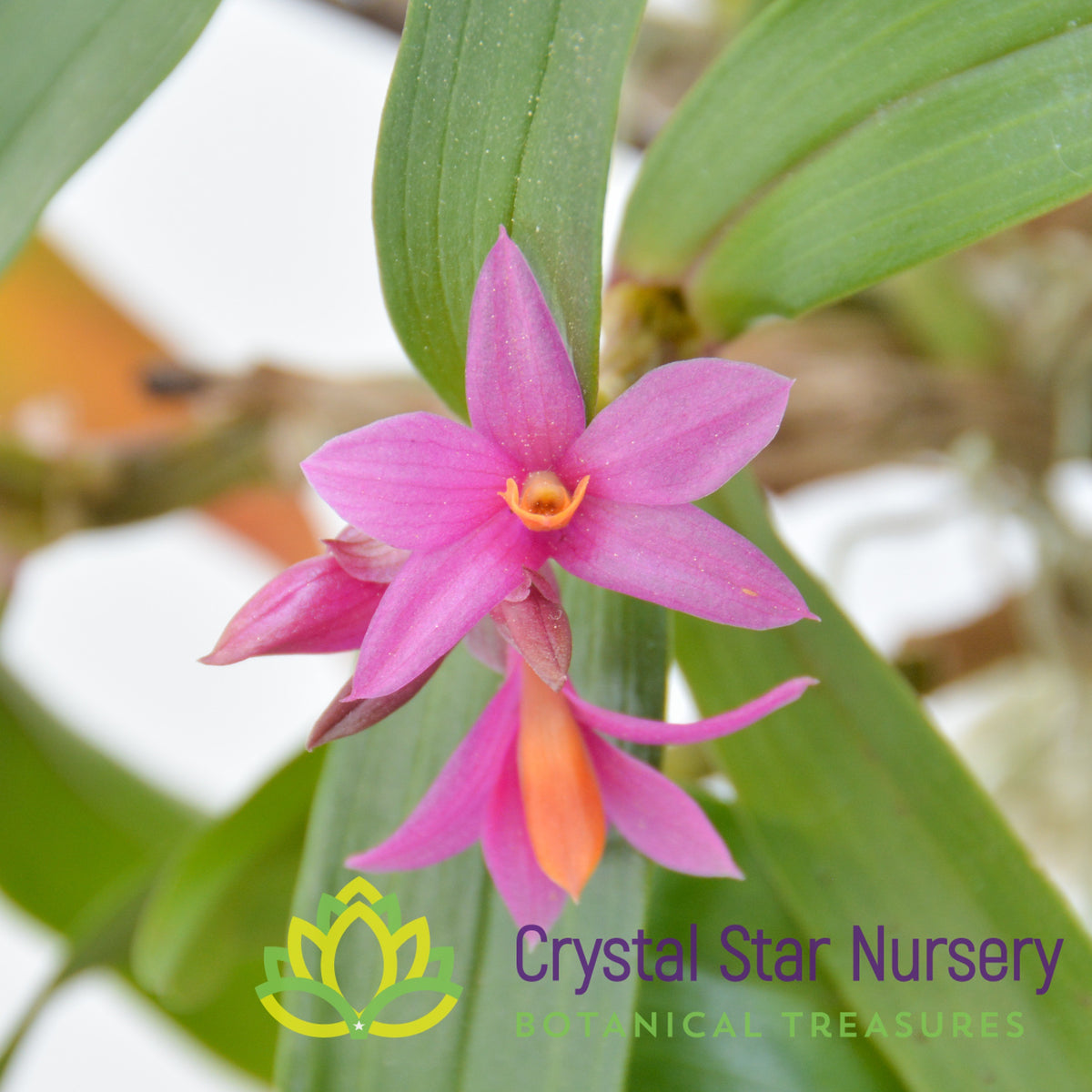 Dendrobium Hibiki