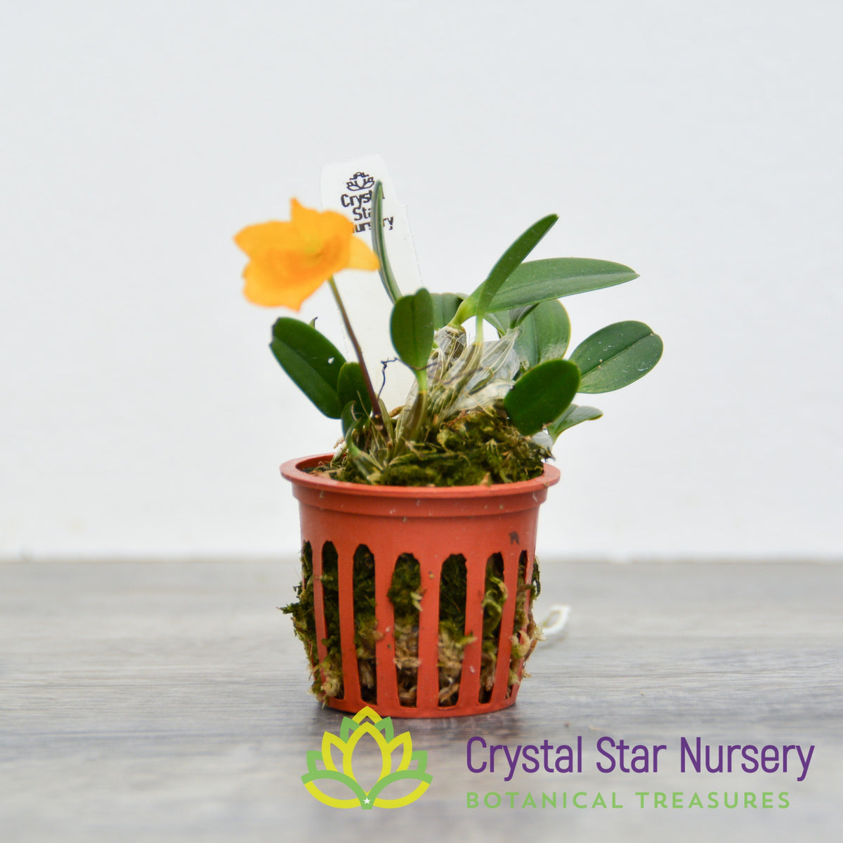 Dendrobium Jenkinsii (Miniature Variety)