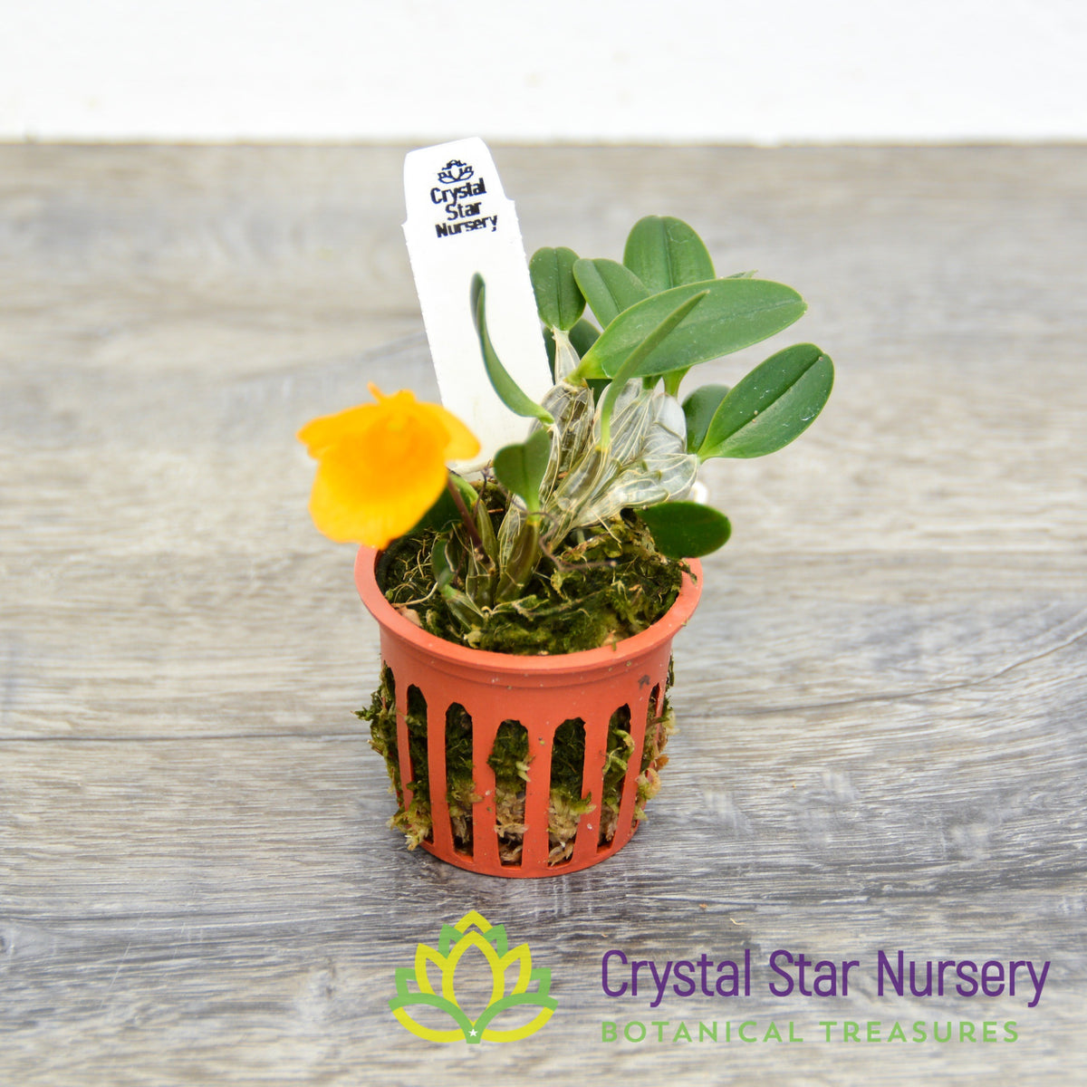 Dendrobium Jenkinsii (Miniature Variety)