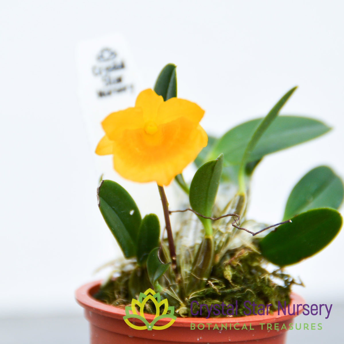 Dendrobium Jenkinsii (Miniature Variety)