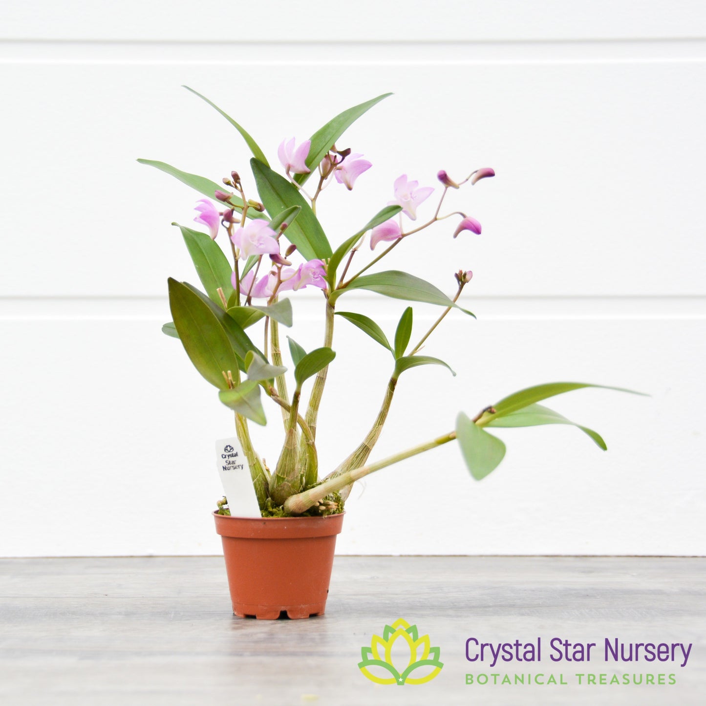Dendrobium Kingianum (Pink)