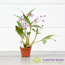 Dendrobium Kingianum (Pink)