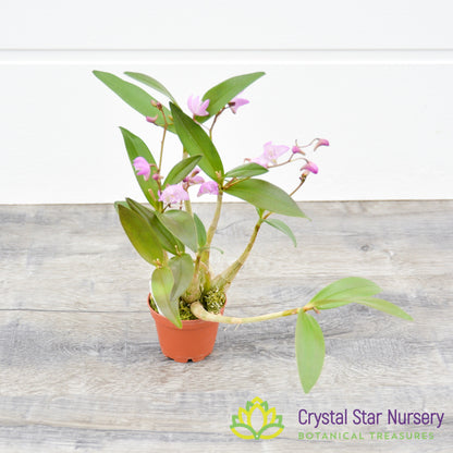 Dendrobium Kingianum (Pink)