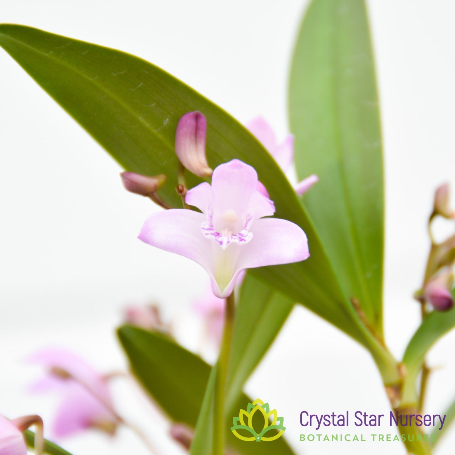 Dendrobium Kingianum (Pink)
