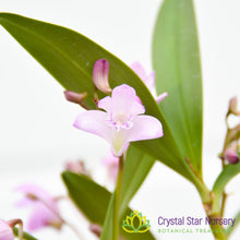 Dendrobium Kingianum (Pink)