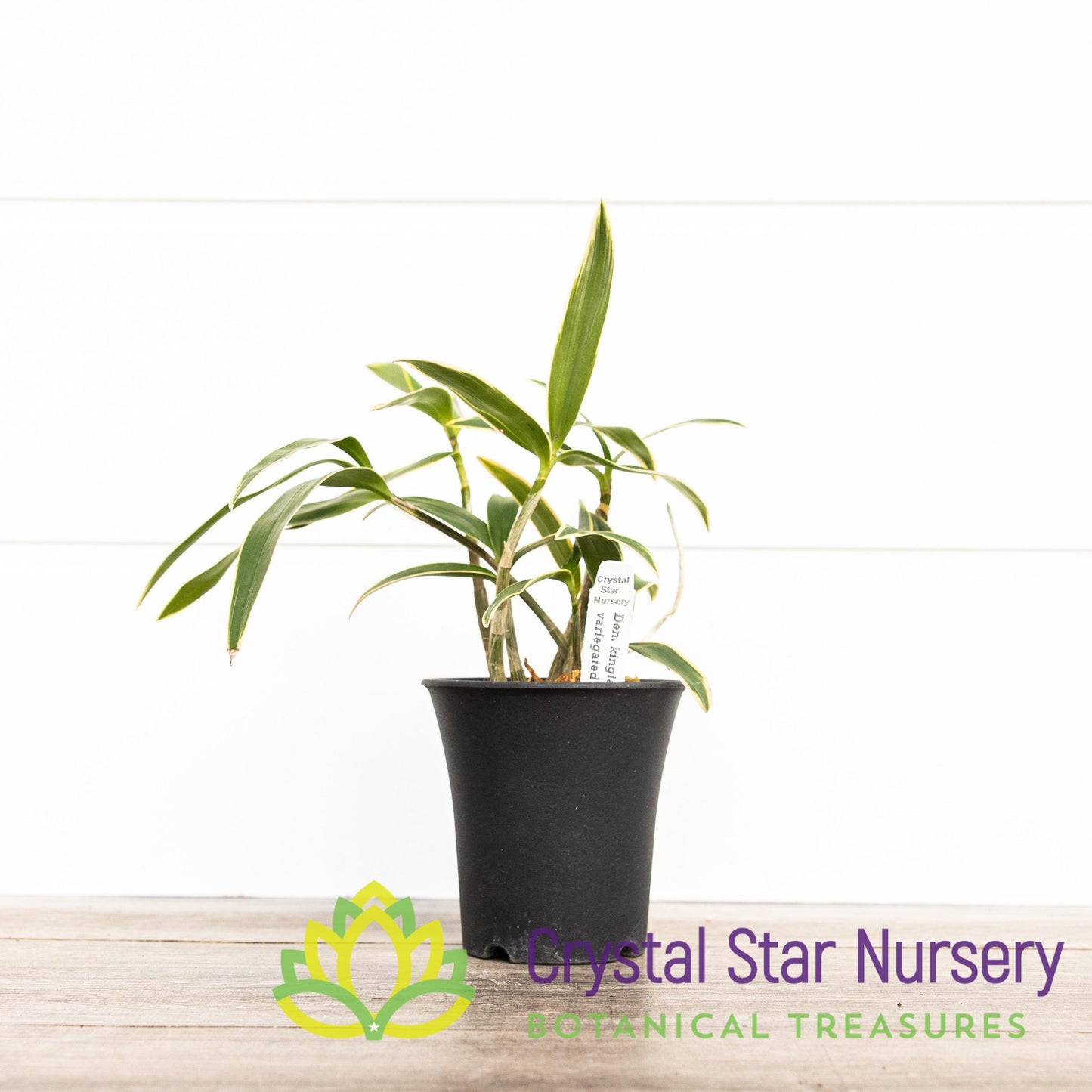 Dendrobium Kingianum Variegated