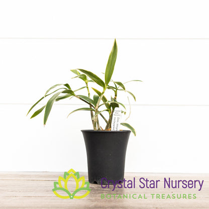 Dendrobium Kingianum Variegated