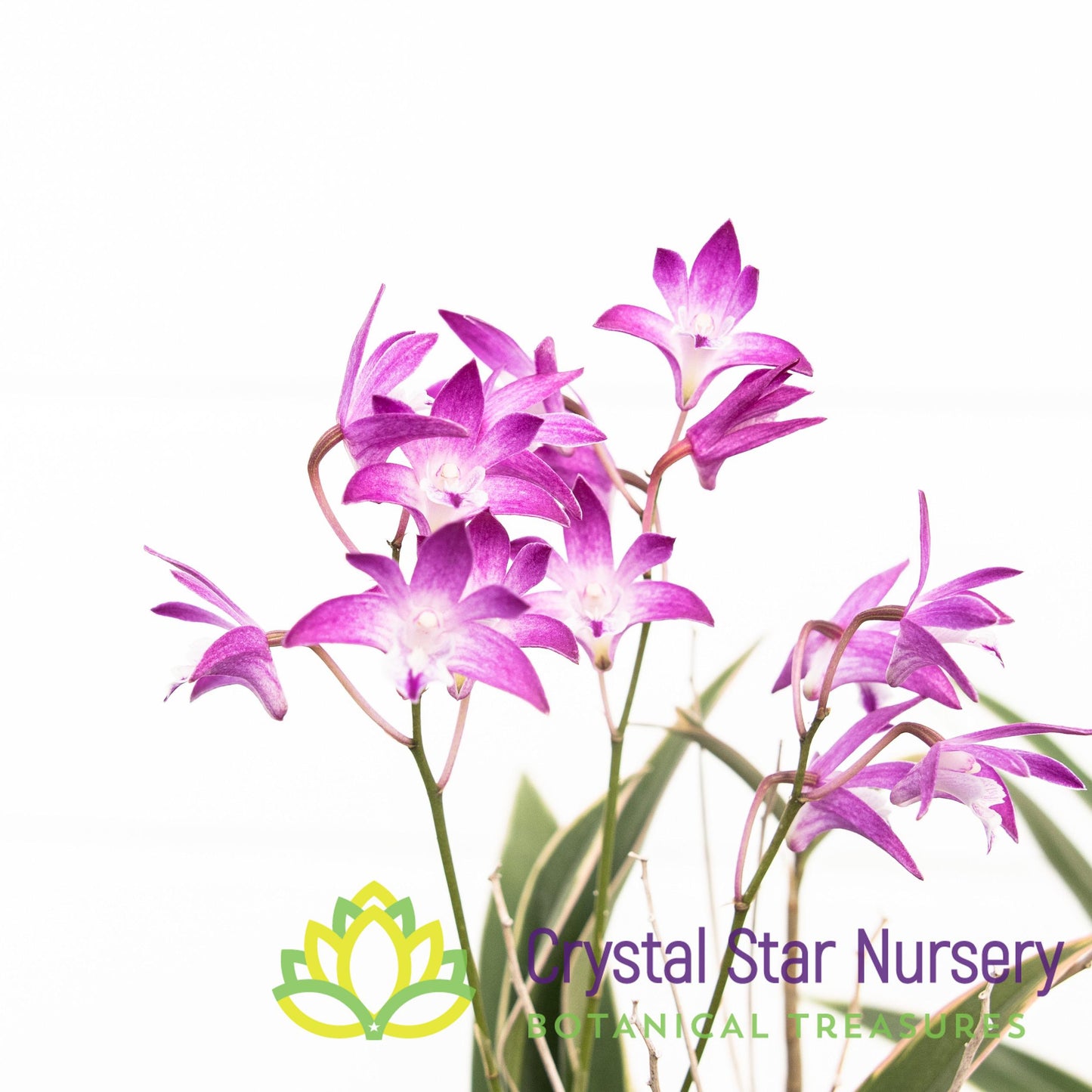 Dendrobium Kingianum Variegated