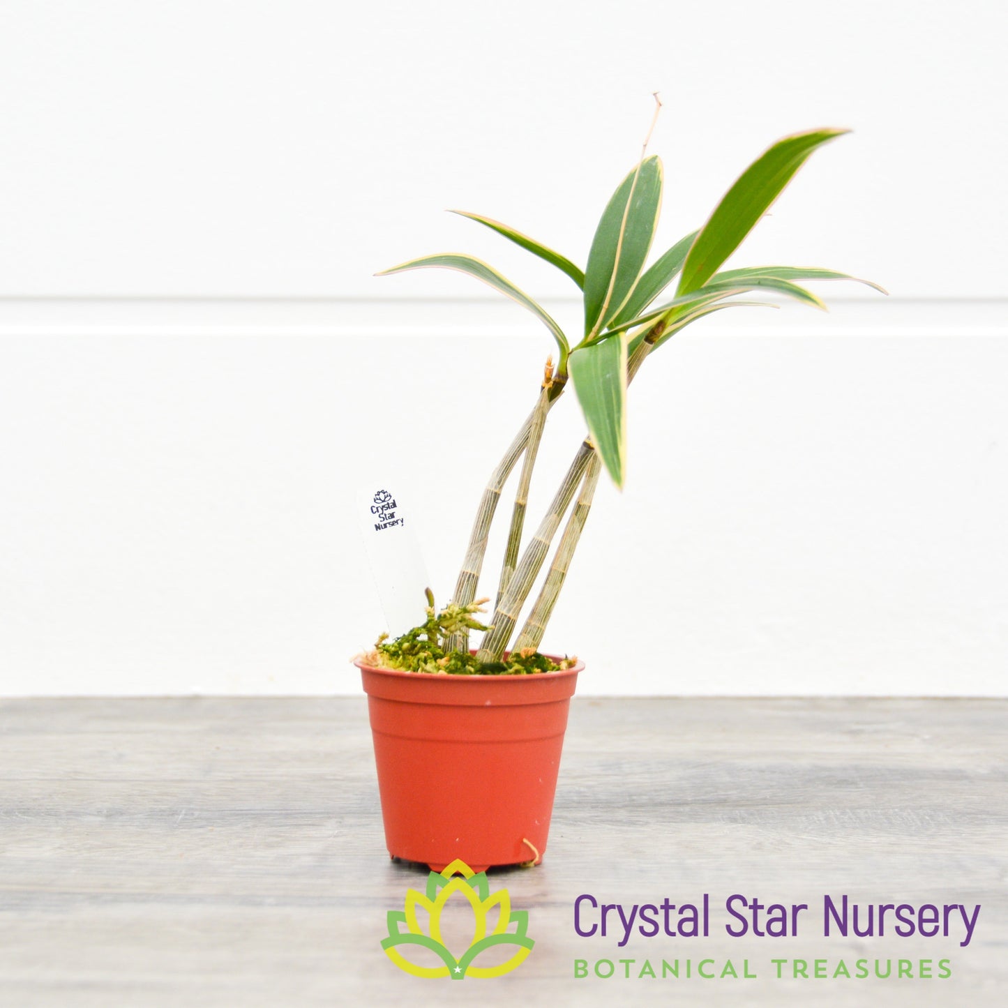 Dendrobium Kingianum Variegated