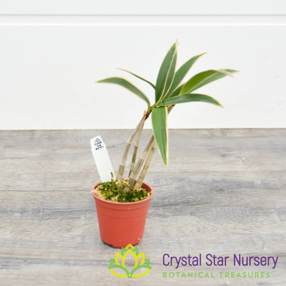 Dendrobium Kingianum Variegated