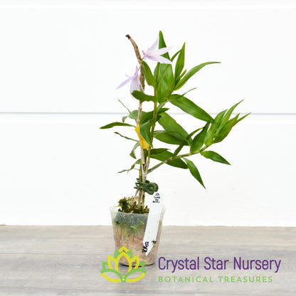 Dendrobium Kuniko x Gonzalesii