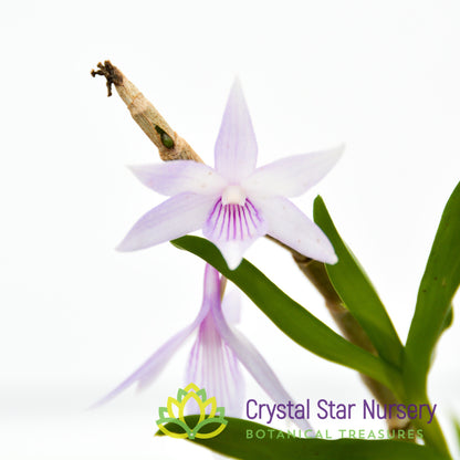 Dendrobium Kuniko x Gonzalesii