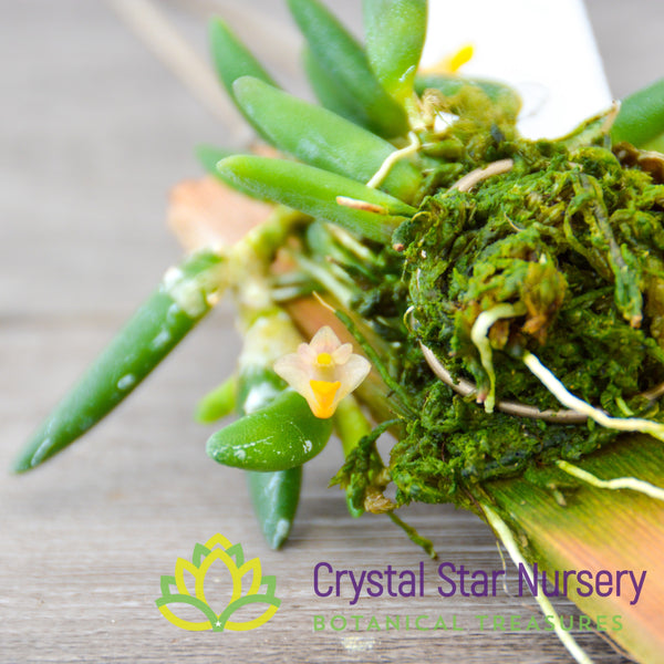 Dendrobium Lichenastrum x sib Crystal Star Nursery