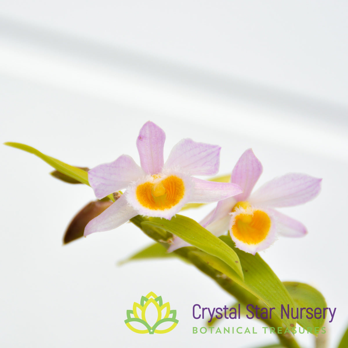 Dendrobium Loddigesii