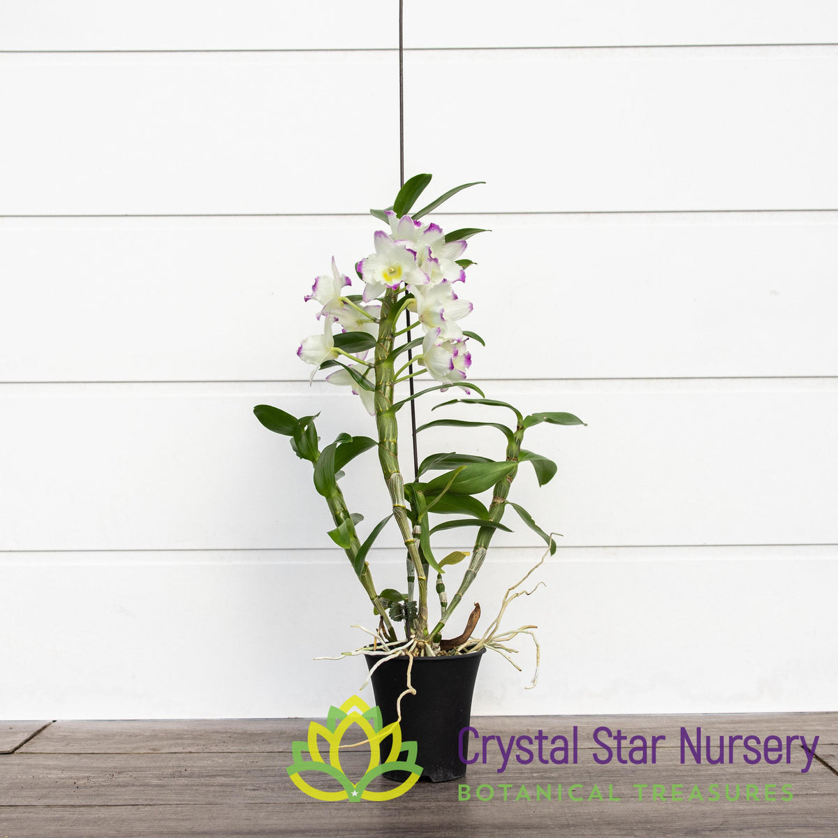 Dendrobium Lucky Girl