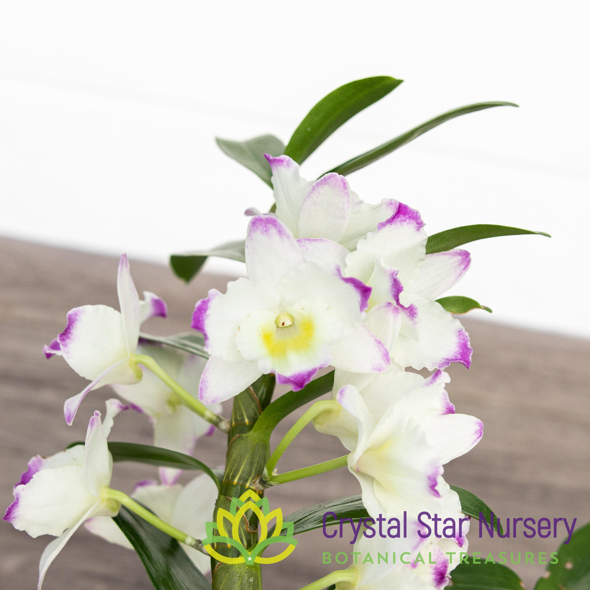 Dendrobium Lucky Girl