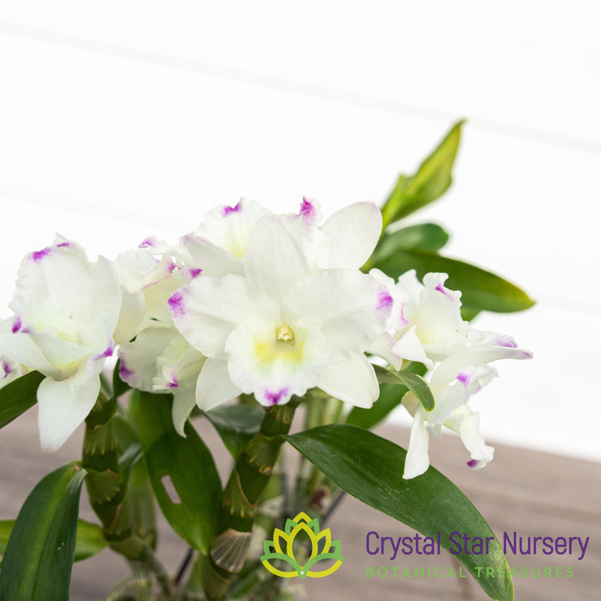 Dendrobium Lucky Girl