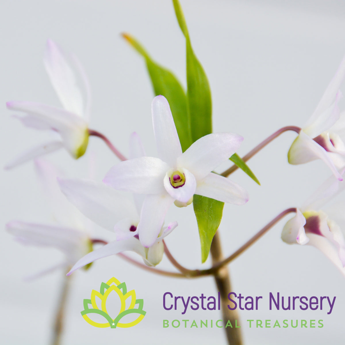 Dendrobium Moniliforme (#6)