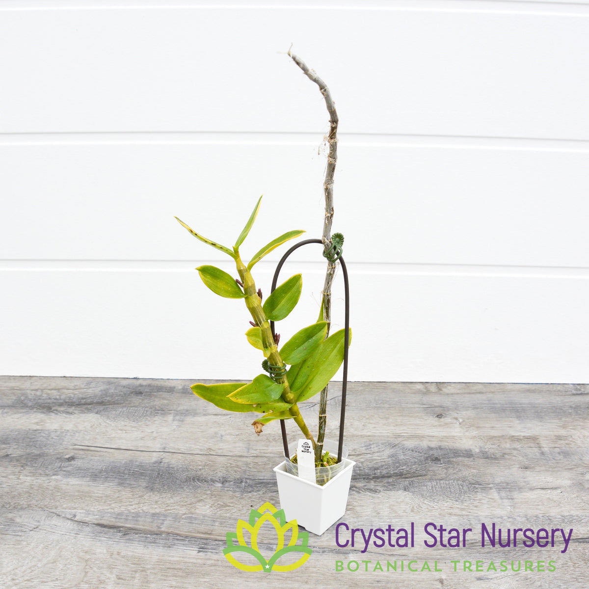 Dendrobium Nestor Variegated