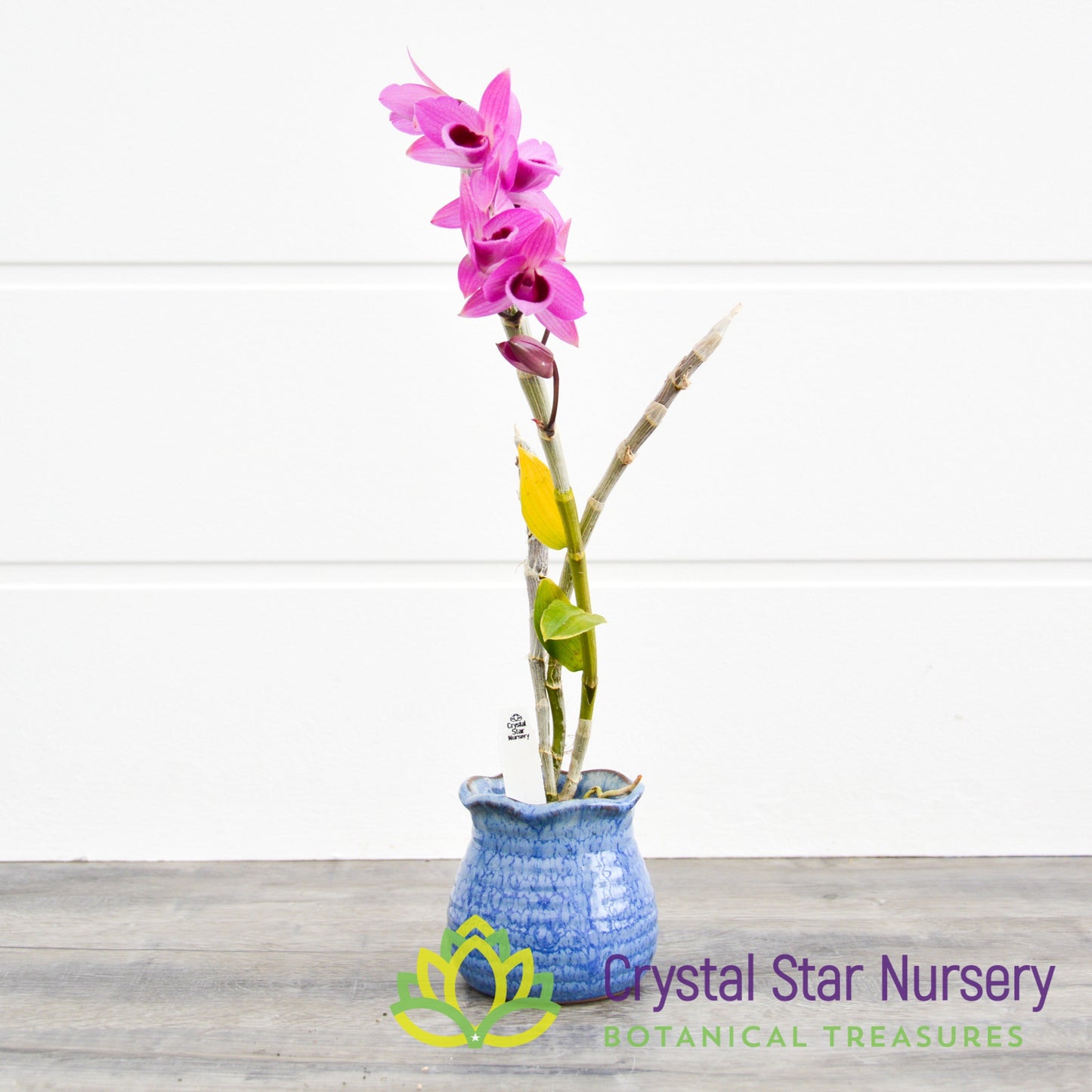 Dendrobium Nestor Variegated