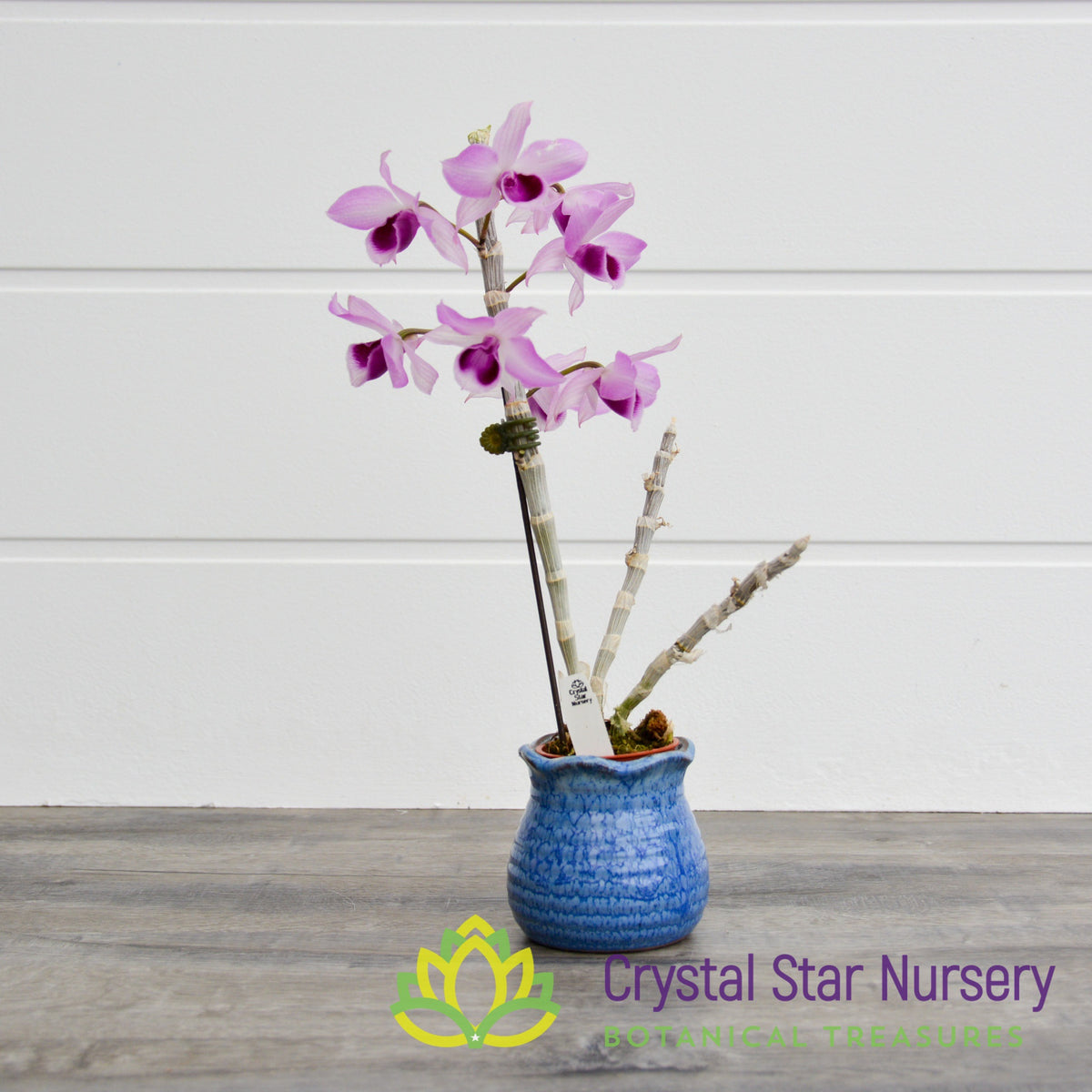 Dendrobium Parishii (GF13)