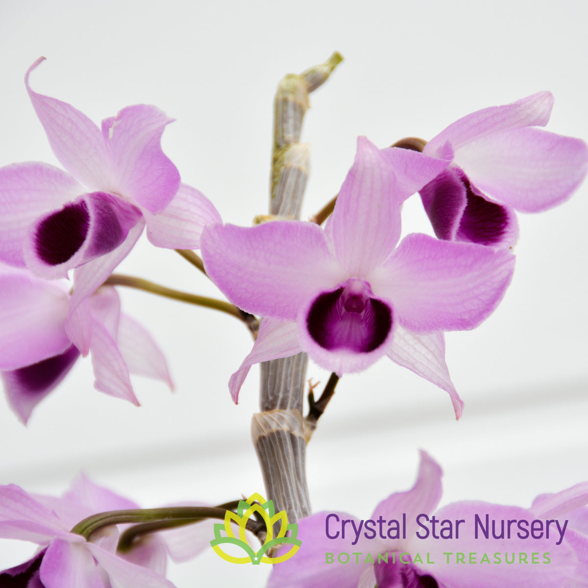 Dendrobium Parishii (GF13)