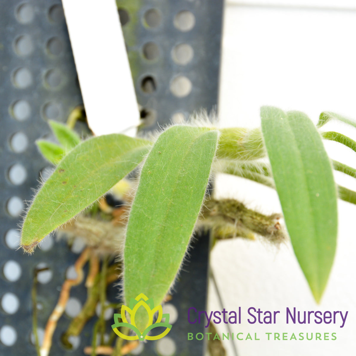 Dendrobium Senile