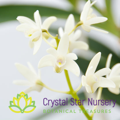 Dendrobium Speciosum x Kingianum