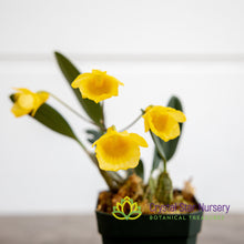 Dendrobium Ueang Phueng