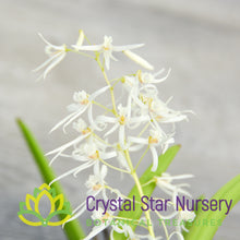 Dendrobium wassellii