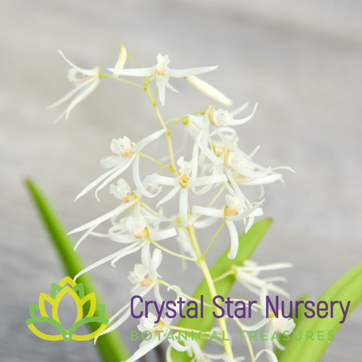 Dendrobium wassellii