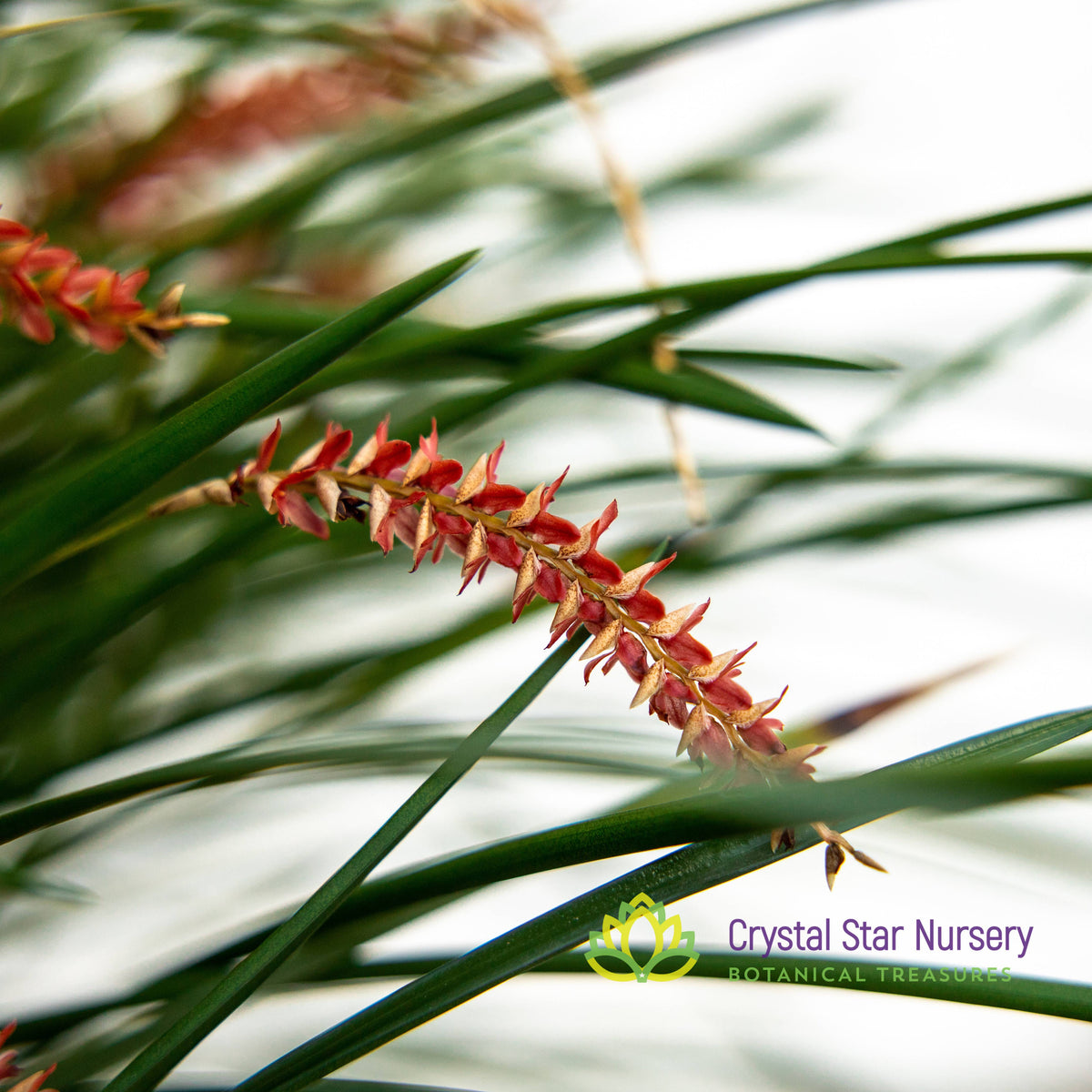 Dendrochilum Wenzelii