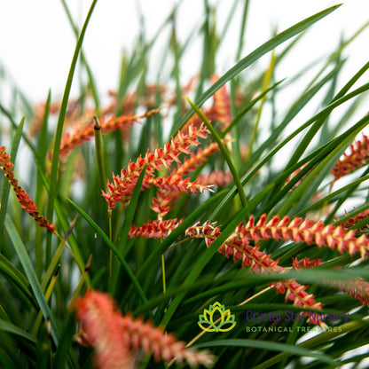 Dendrochilum Wenzelii