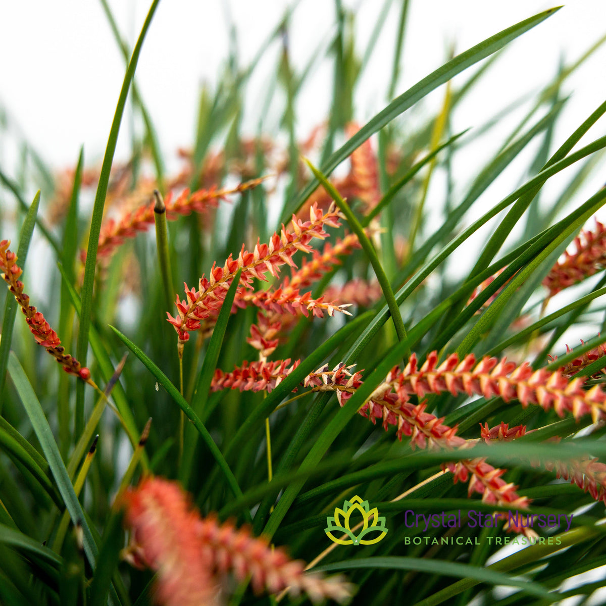 Dendrochilum Wenzelii
